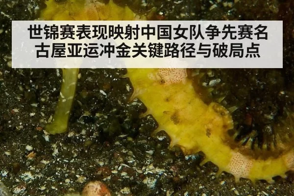 世锦赛表现映射中国女队争先赛名古屋亚运冲金关键路径与破局点